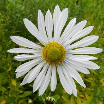 Leucanthemella serotina