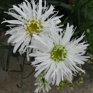 Leucanthemum Aglaia