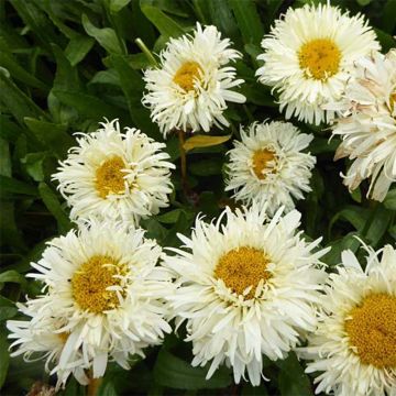 Leucanthemum Kings Crown
