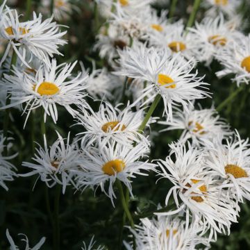 Leucanthemum Shapcott Gossamer