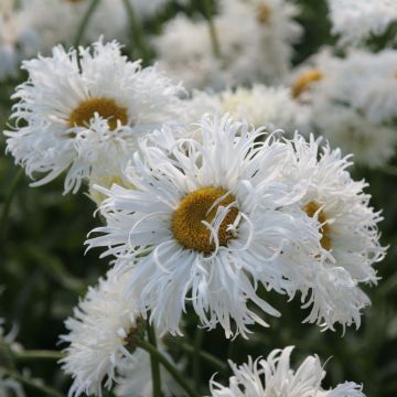 Leucanthemum Shapcott Ruffles