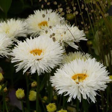 Leucanthemum Shapcott Summer Clouds