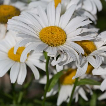 Leucanthemum Snow Lady