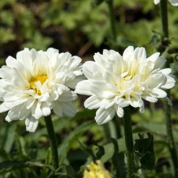 Leucanthemum Victorian Secret