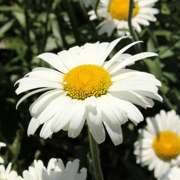 Leucanthemum Alaska