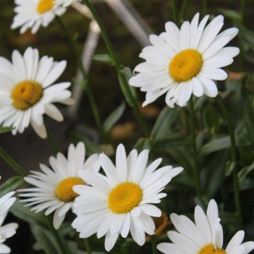 Leucanthemum Becky