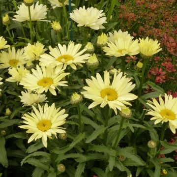 Leucanthemum superbum Broadway Lights