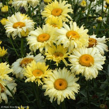 Leucanthemum Goldfinch