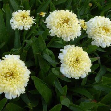 Leucanthemum Luna