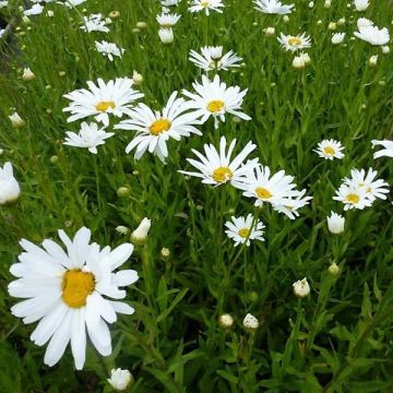 Leucanthemum Polaris