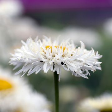 Leucanthemum Real Galaxy