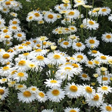 Leucanthemum Real Glory