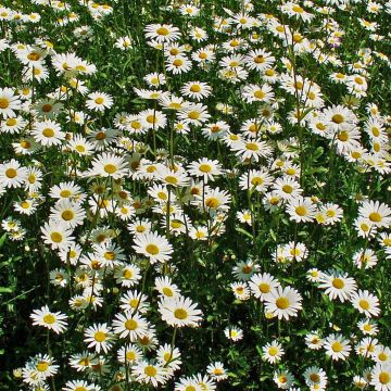 Leucanthemum vulgare