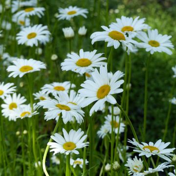 Leucanthemum vulgare Maikönigin em sementes