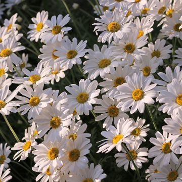 Leucanthemum Brightside