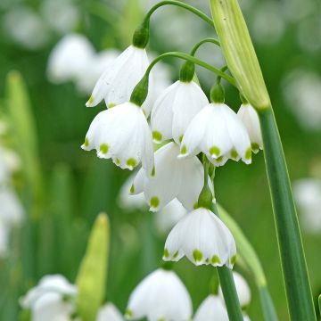Leucojum aestivum Bridesmaid