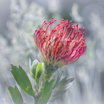 Leucospermum Ayoba Vermelho