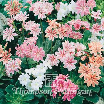 Lewisia cotyledon Galaxy Mixed em sementes