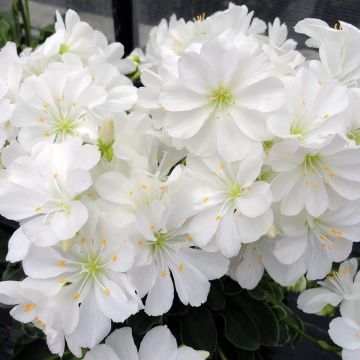 Lewisia cotyledon Elise Branco