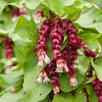 Leycesteria formosa em sementes