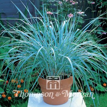 Leymus arenarius em sementes