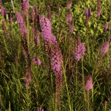 Liatris spicata Floristan Violet
