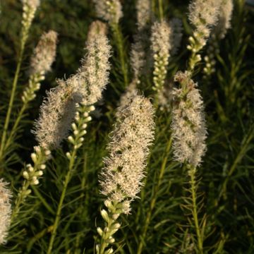 Liatris spicata Floristan White
