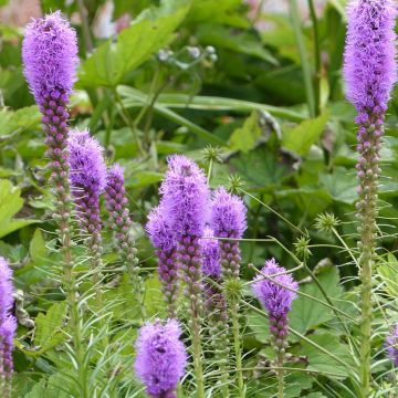 Liatris spicata em sementes