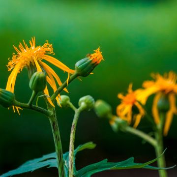 Ligularia japonica Rising Sun