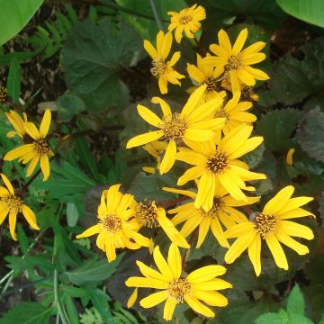Ligularia Gregynog Gold