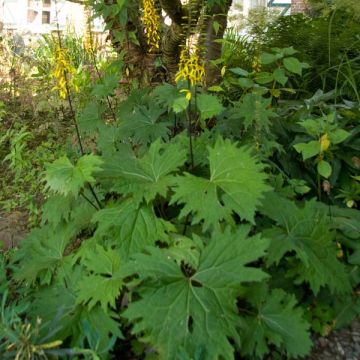 Ligularia przewalskii