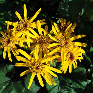 Ligularia dentata