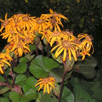 Ligularia dentata Desdemona