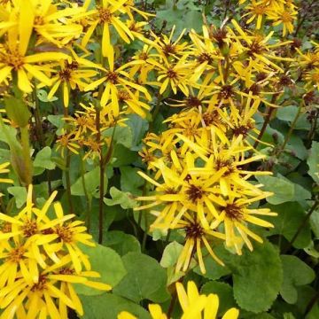 Ligularia hessei