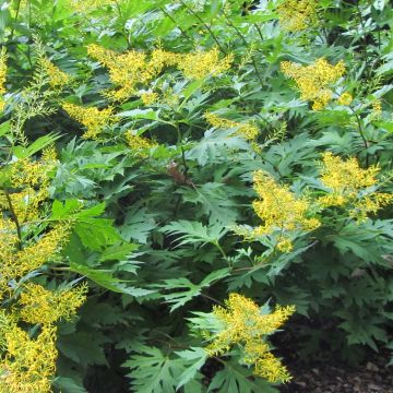 Ligularia tangutica