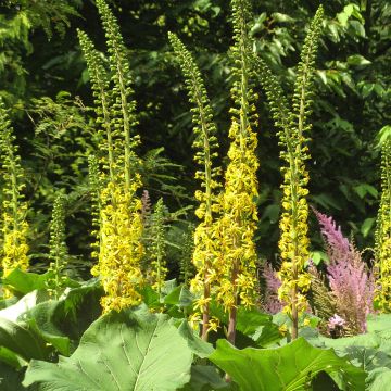 Ligularia veitchiana