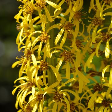 Ligularia wilsoniana Ligularia wilsoniana