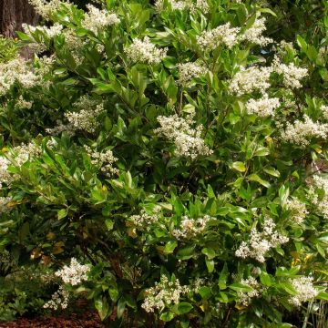 Alfeneiro-do-Japão Korean Dwarf - Ligustrum japonicum
