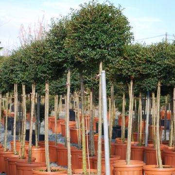 Ligustrum jonandrum