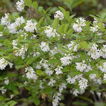 Alfenheiro Ilvomassi Massif - Ligustrum obtusifolium