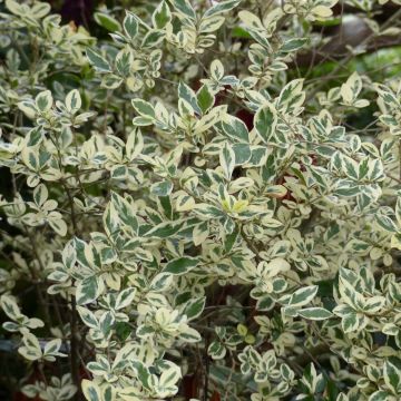 Alfenheiro Argenteum - Ligustrum ovalifolium
