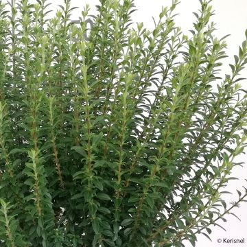 Alfeneiro-da-china Eugene Clive - Ligustrum sinense