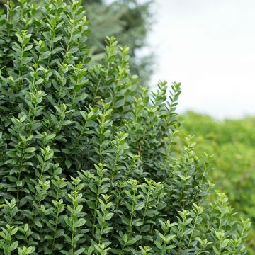 Alfeneiro Straight Talk - Ligustrum vulgare