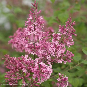 Syringa Bloomerang Pink Perfume