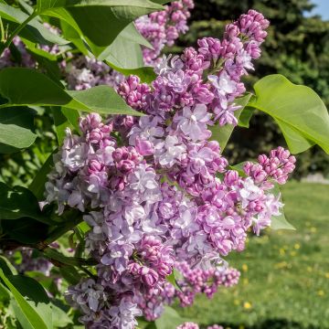 Syringa vulgaris Kindy Rose
