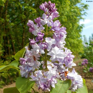Syringa vulgaris Konchalovskii