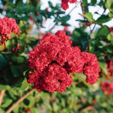 Árvore-de-júpiter Ruffled Red Magic - Lagerstroemia indica