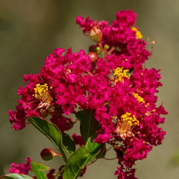 Árvore-de-júpiter Caroline Beauty - Lagerstroemia indica