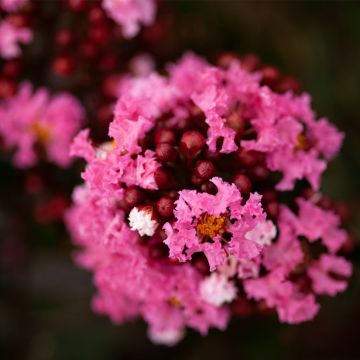 Árvore-de-júpiter Enduring Pink - Lagerstroemia indica
