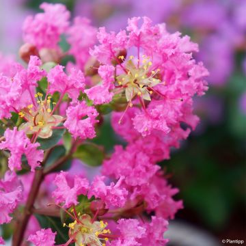 Árvore-de-júpiter Girl With Love - Lagerstroemia indica